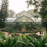 The historic glass house at Lalbagh Botanical Garden surrounded by lush tropical trees and white flowers.